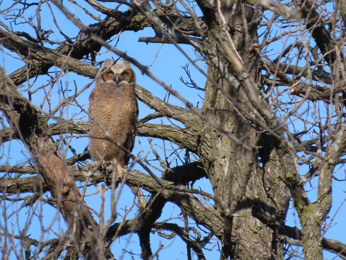 Great Horned Owl - ML617473170