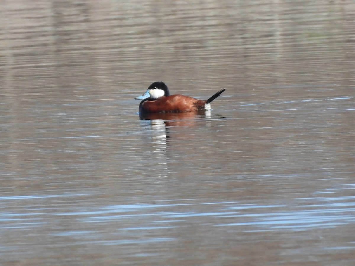 Ruddy Duck - ML617473198