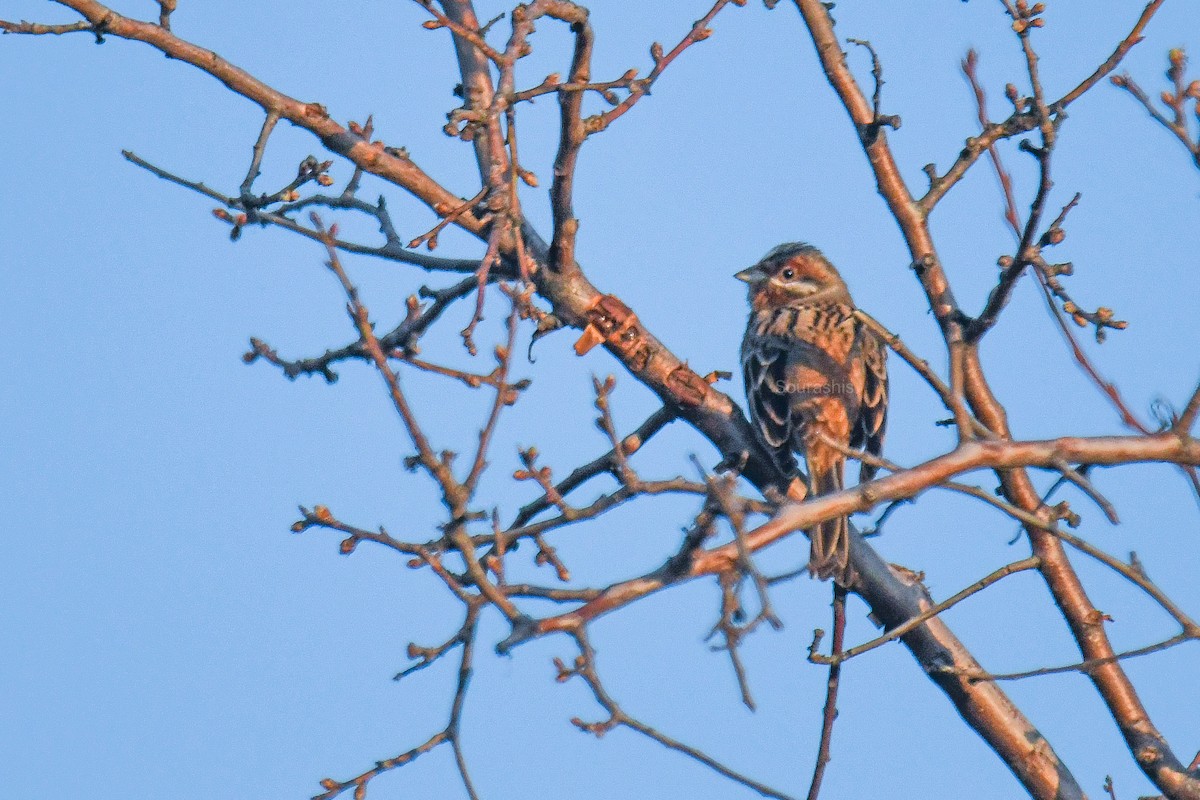 Pine Bunting - Sourashis Mukhopadhyay