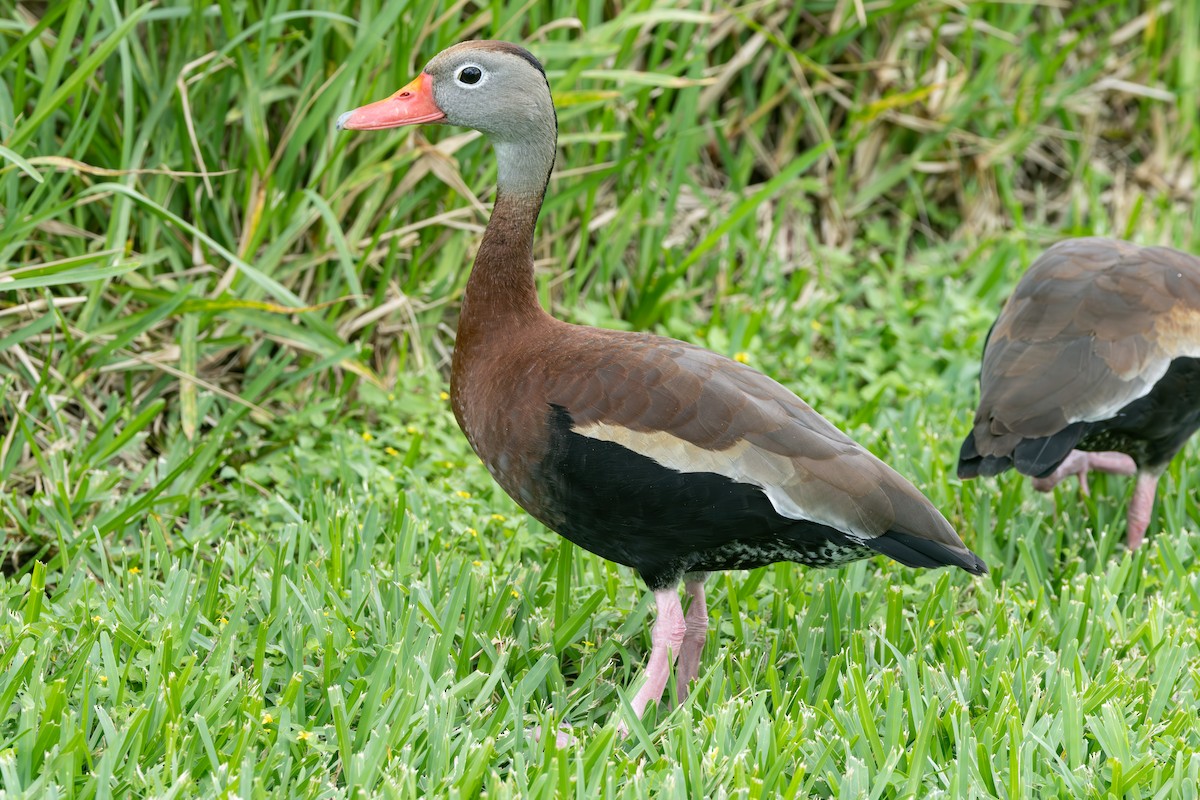 Black-bellied Whistling-Duck - ML617473220