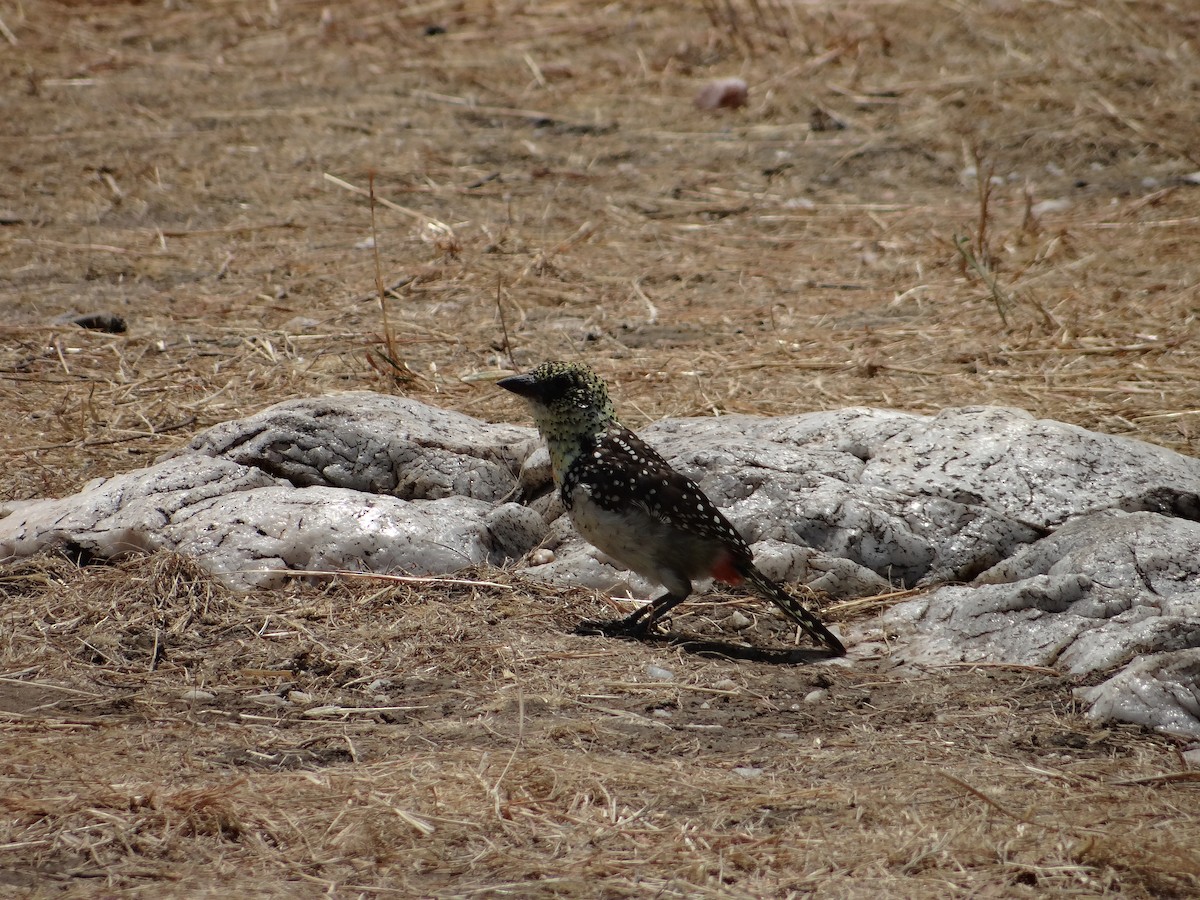 D'Arnaud's Barbet (D'Arnaud's) - Miguel Angel Benedicto