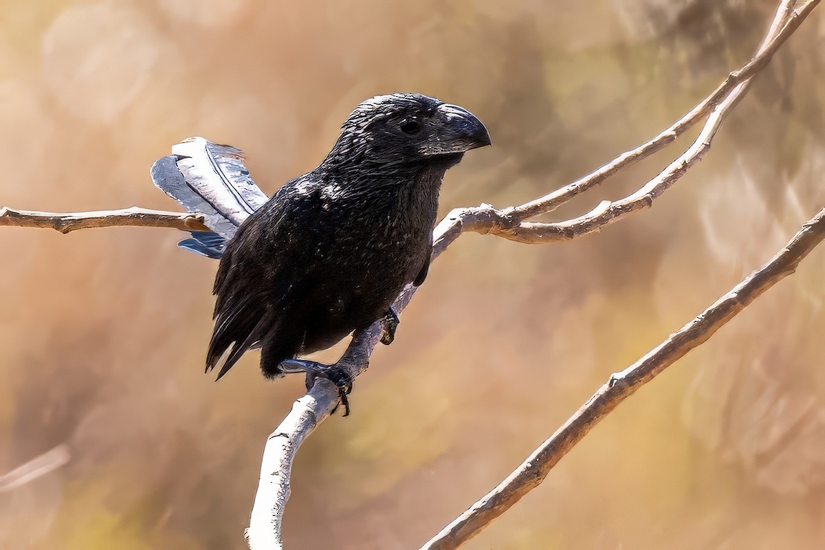 Groove-billed Ani - ML617473239