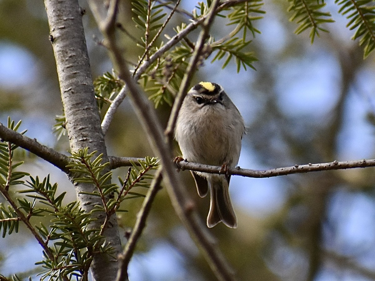 Golden-crowned Kinglet - ML617473246