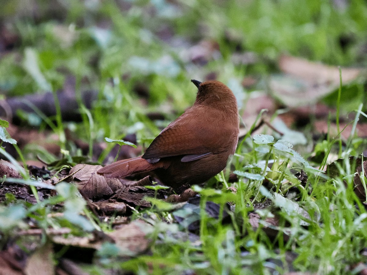 Rufous Wren - ML617473318