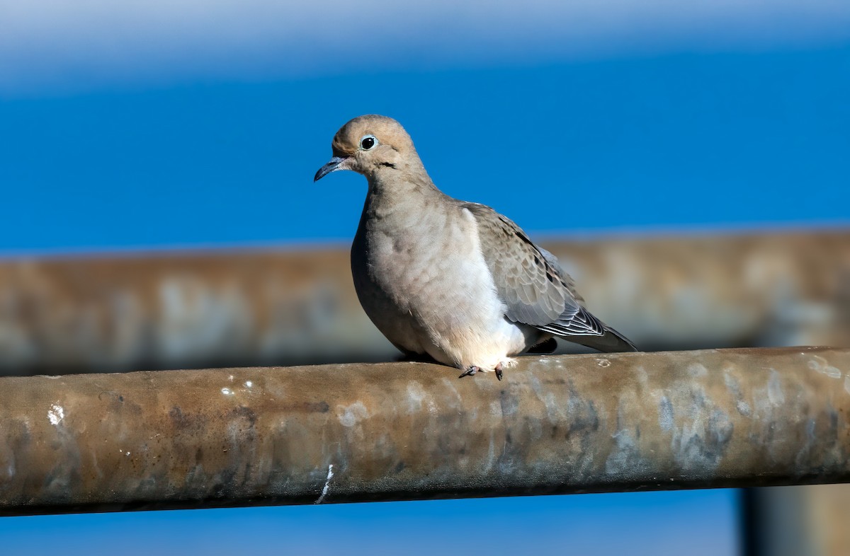 Mourning Dove - ML617473349