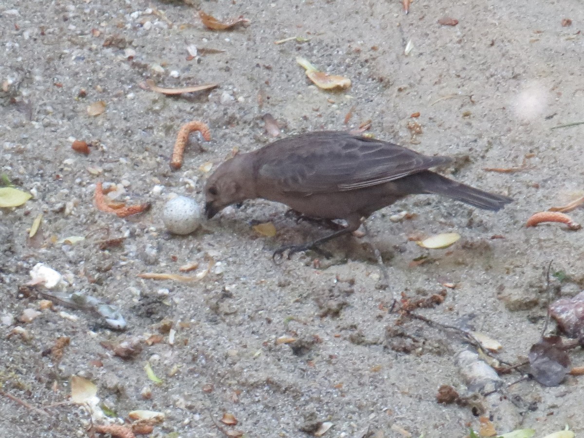 Brown-headed Cowbird - ML617473359