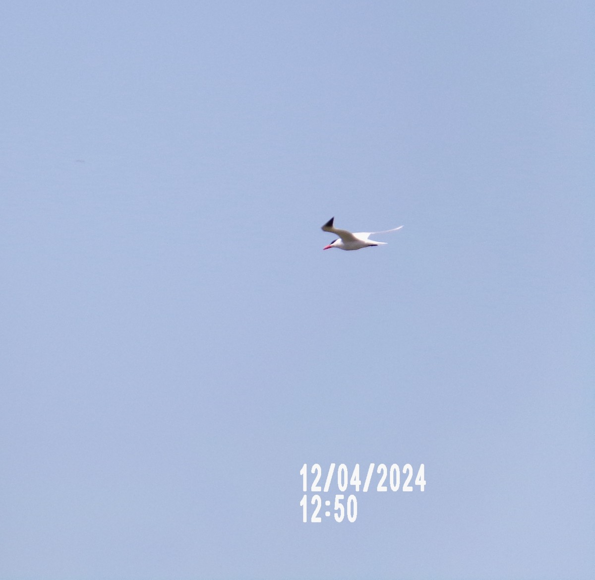 裏海燕鷗 - ML617473374