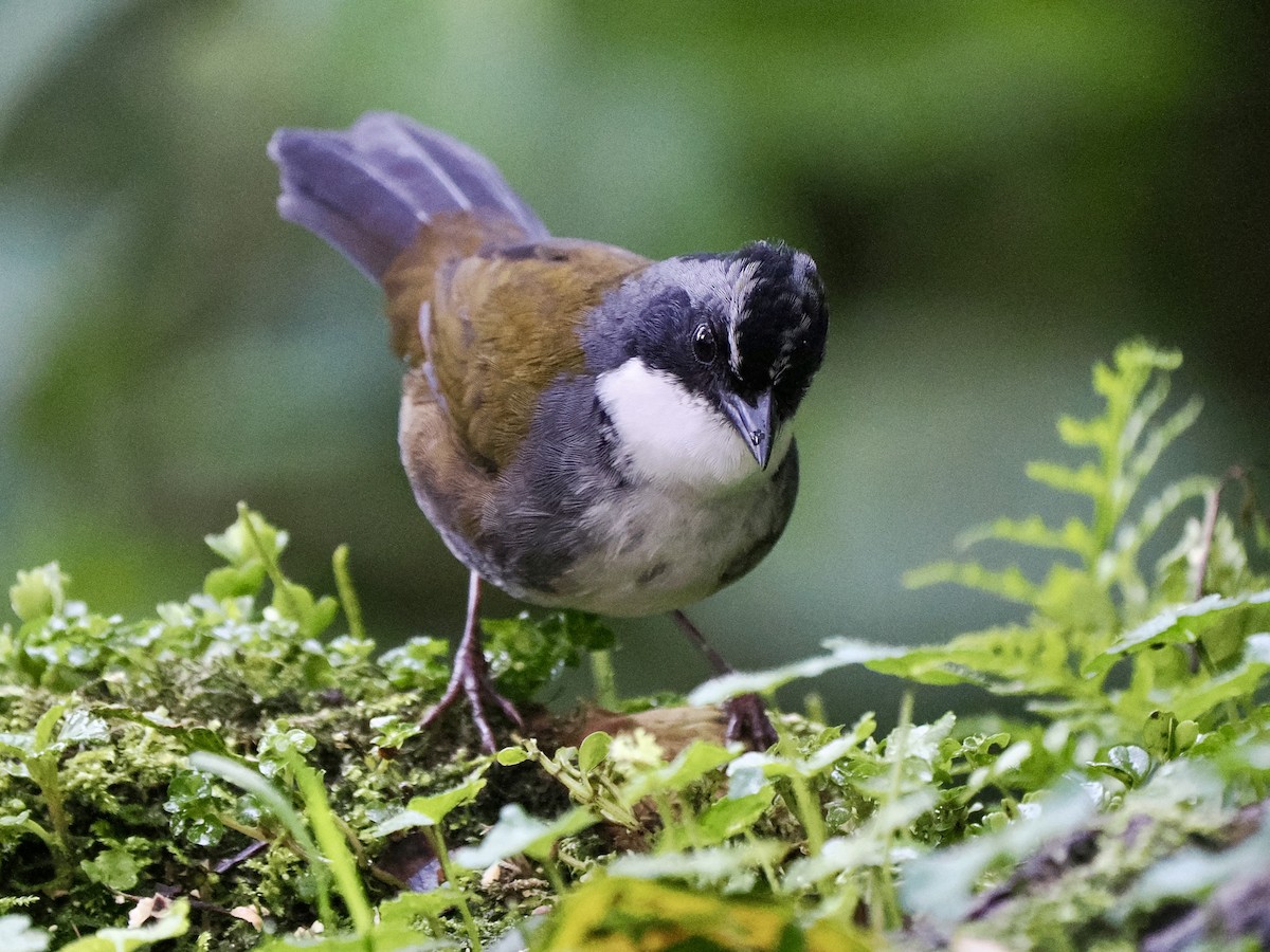 Gray-browed Brushfinch - ML617473382