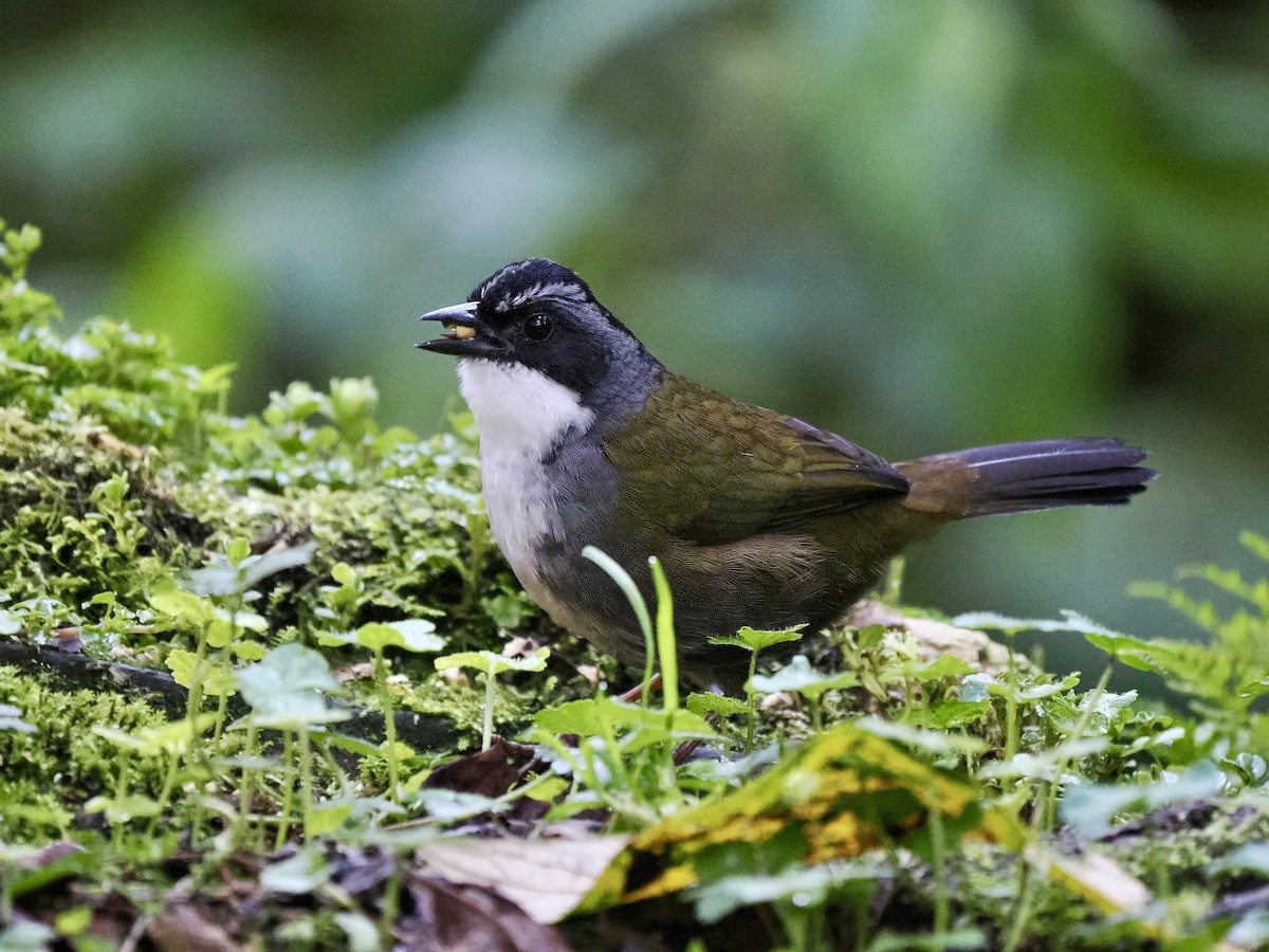 Gray-browed Brushfinch - ML617473383