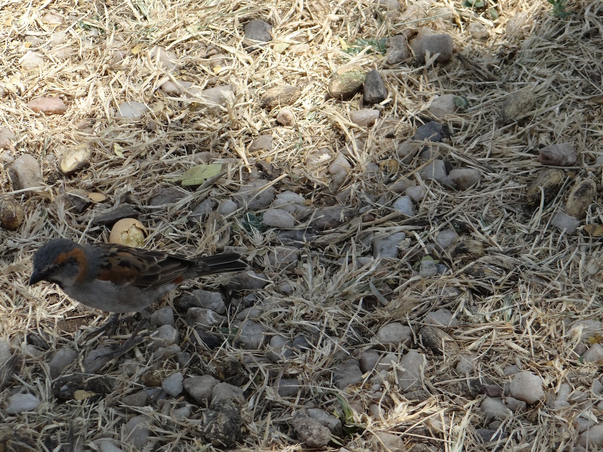 Kenya Rufous Sparrow - ML617473388