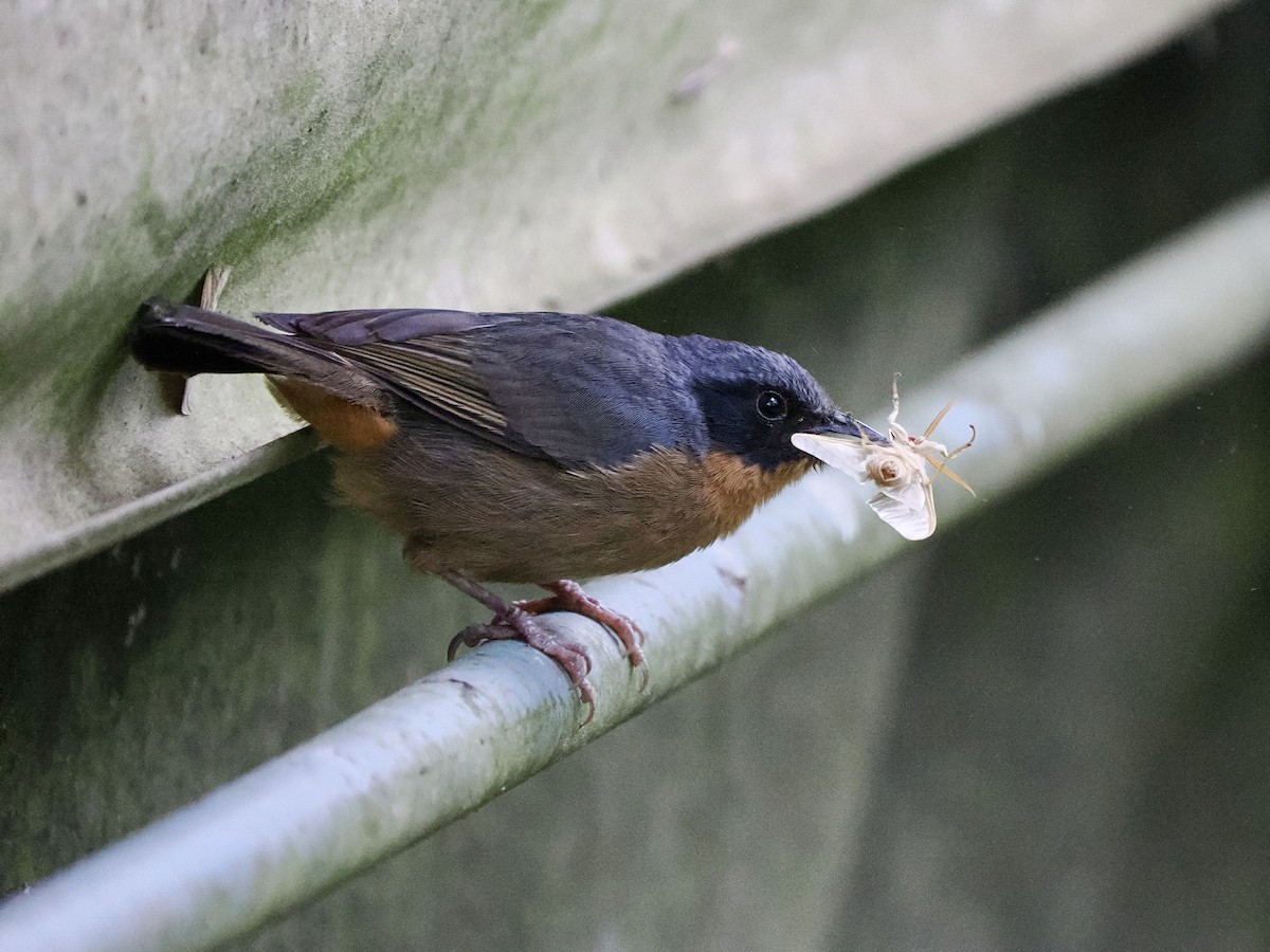 Black-eared Hemispingus (Black-eared) - ML617473409