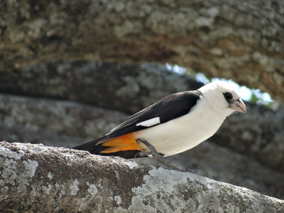 White-headed Buffalo-Weaver - Miguel Angel Benedicto