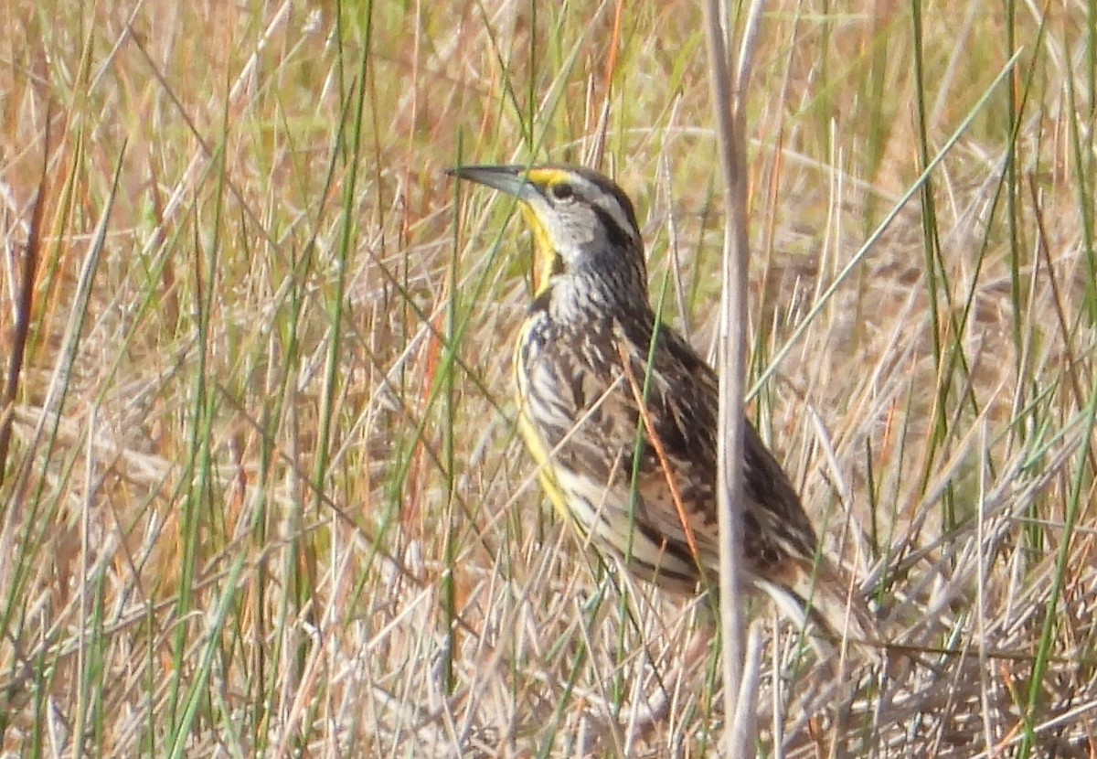 Eastern Meadowlark (Eastern) - ML617473466