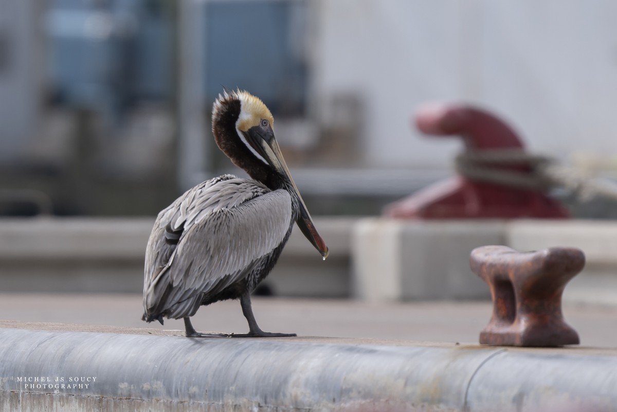 Brown Pelican - ML617473469