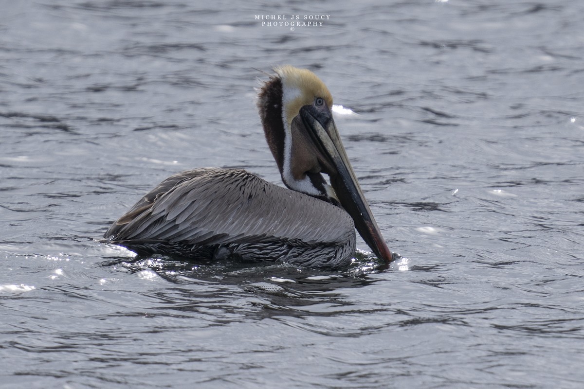 Brown Pelican - ML617473471