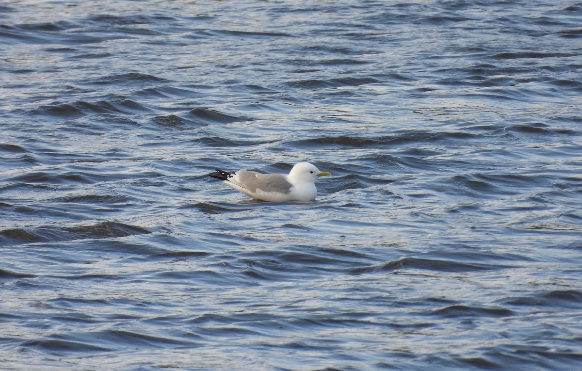 Mouette tridactyle - ML617473478