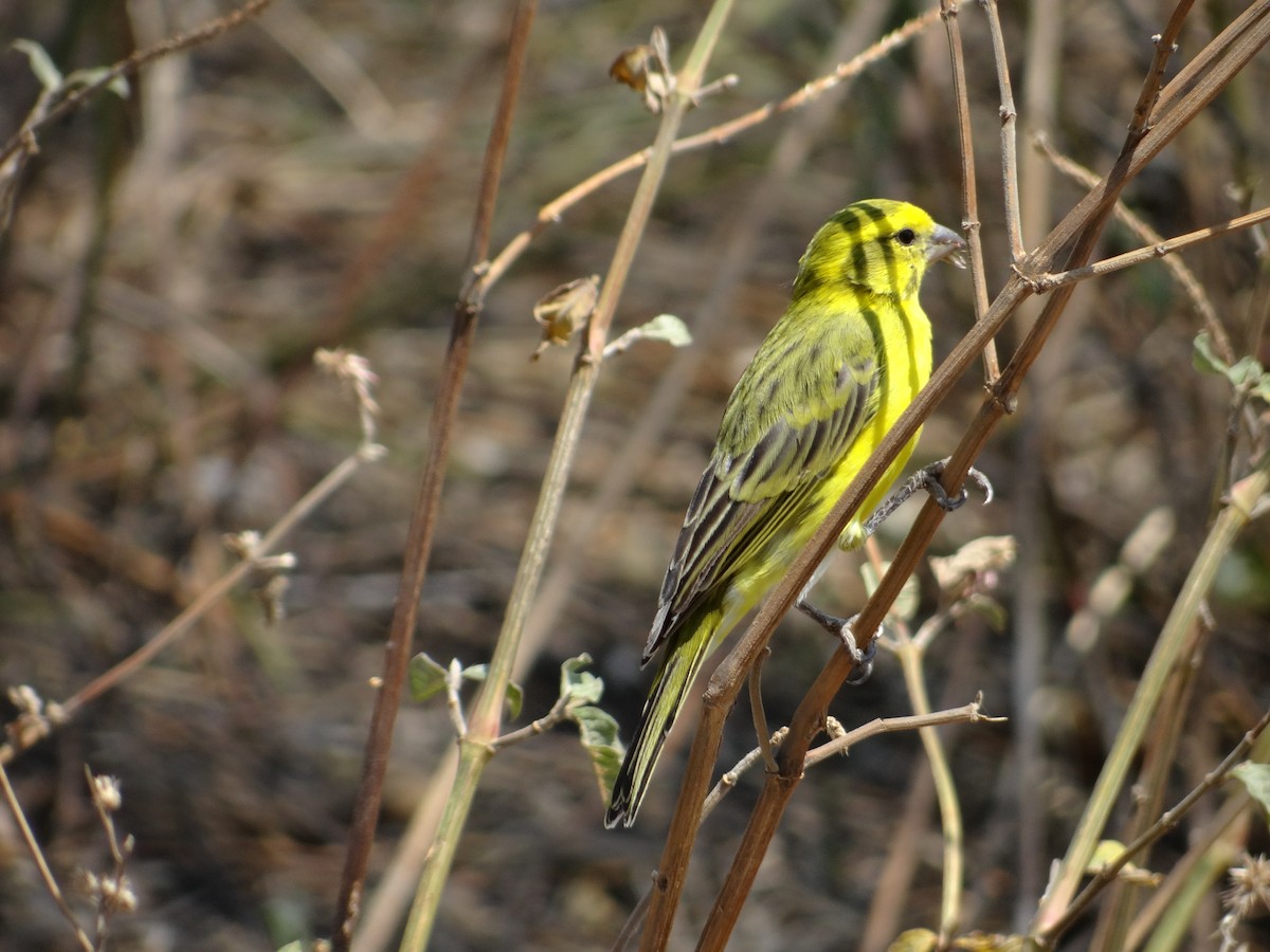 Serin à calotte jaune - ML617473490