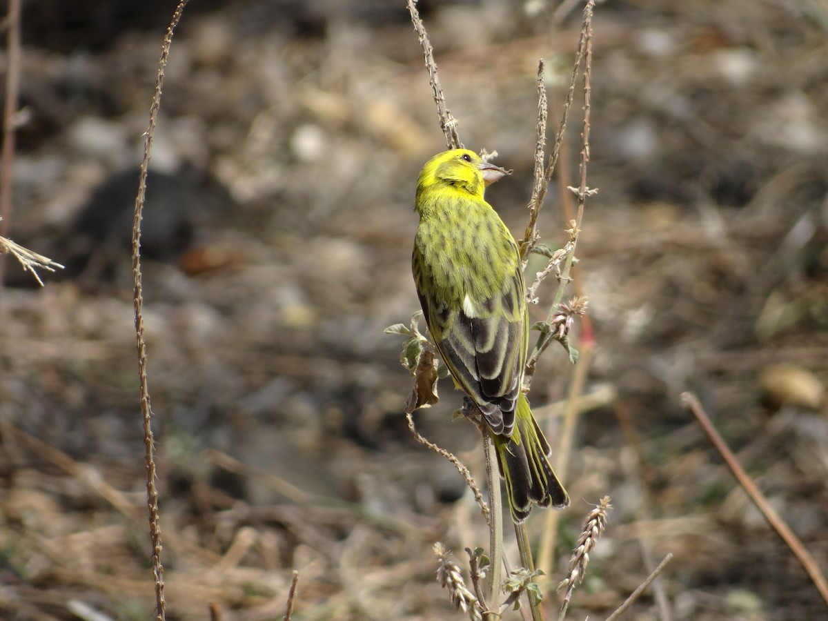 Serin à calotte jaune - ML617473491