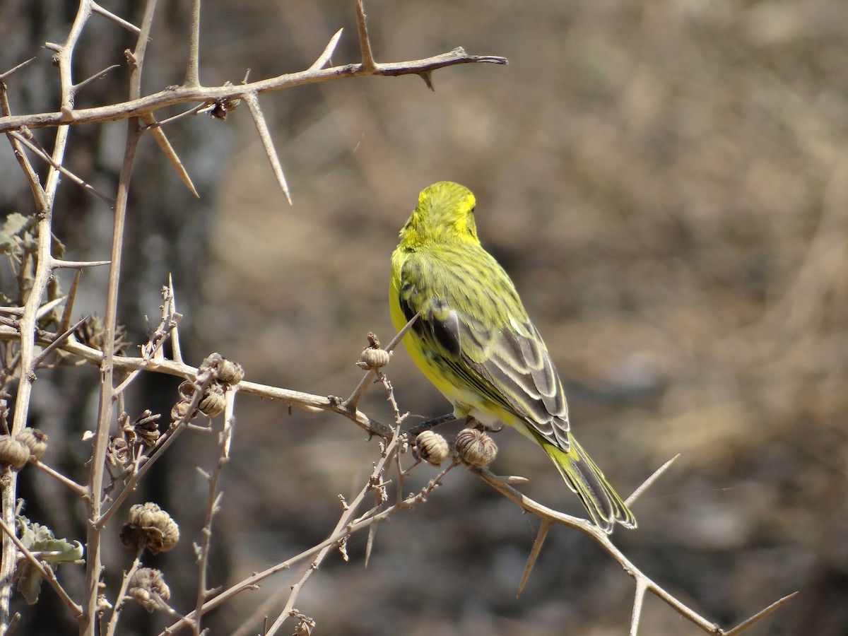 Serin à calotte jaune - ML617473492