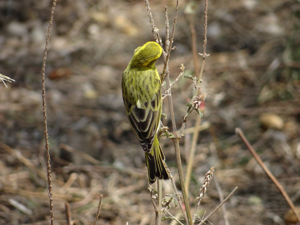 Serin à calotte jaune - ML617473493