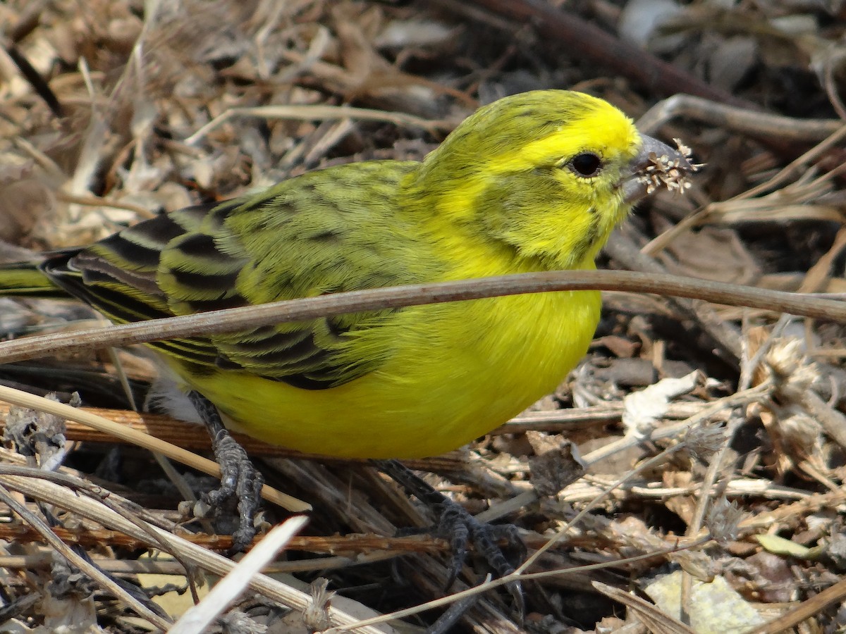 Serin à calotte jaune - ML617473494