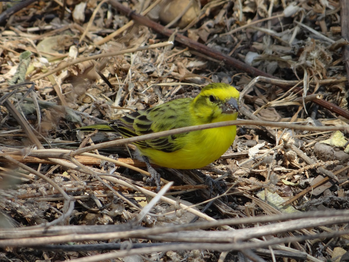 Serin à calotte jaune - ML617473495