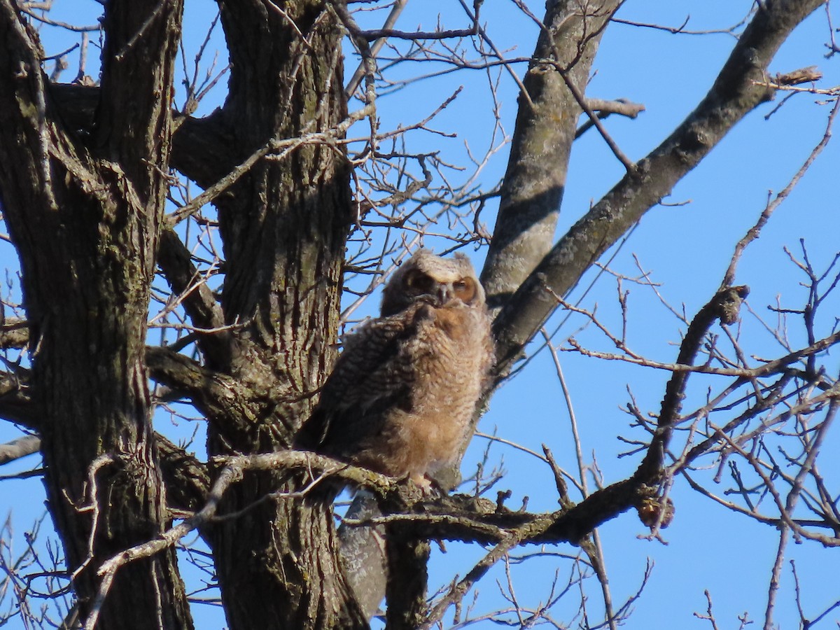 Great Horned Owl - ML617473513