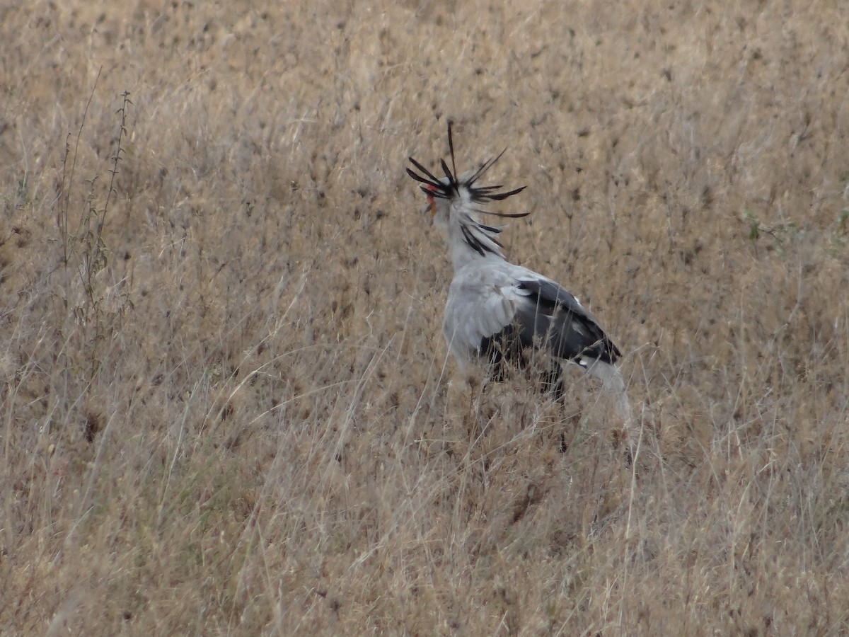 Secretarybird - Miguel Angel Benedicto