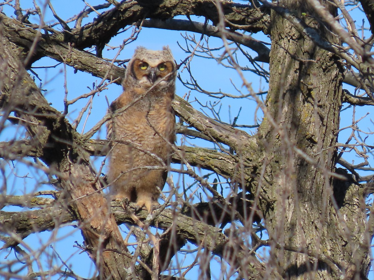 Great Horned Owl - ML617473553
