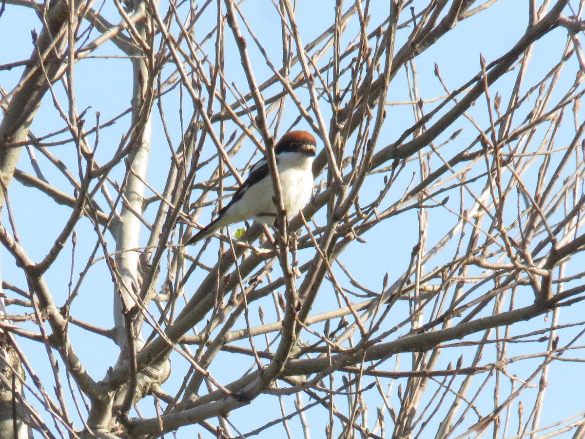 Woodchat Shrike - ML617473560