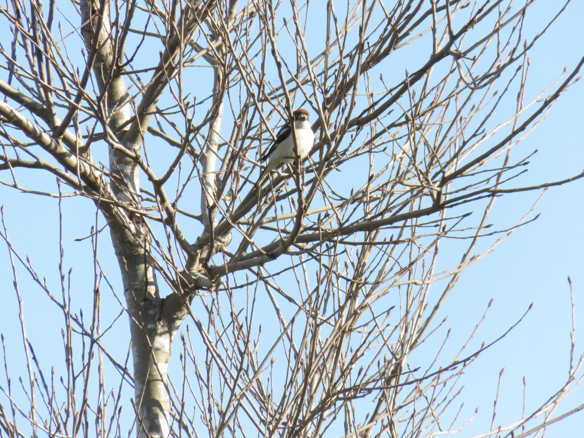 Woodchat Shrike - ML617473561