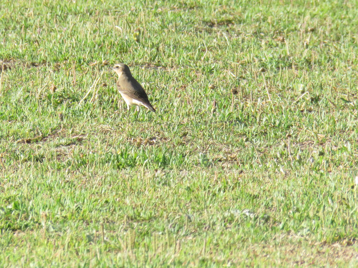 Northern Wheatear - ML617473569