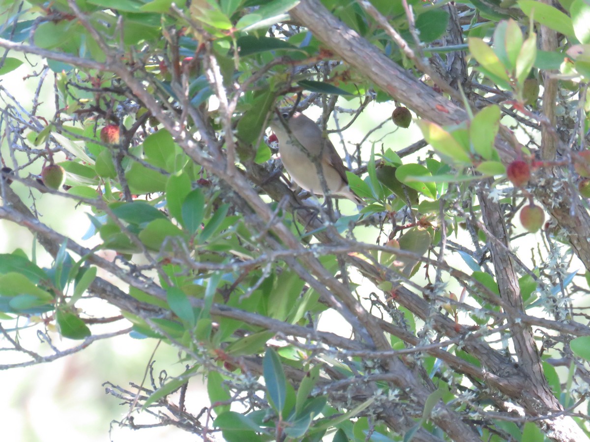 Garden Warbler - ML617473578