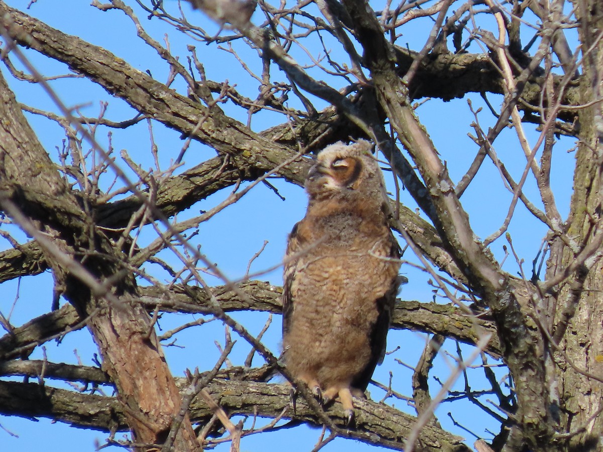 Great Horned Owl - ML617473583