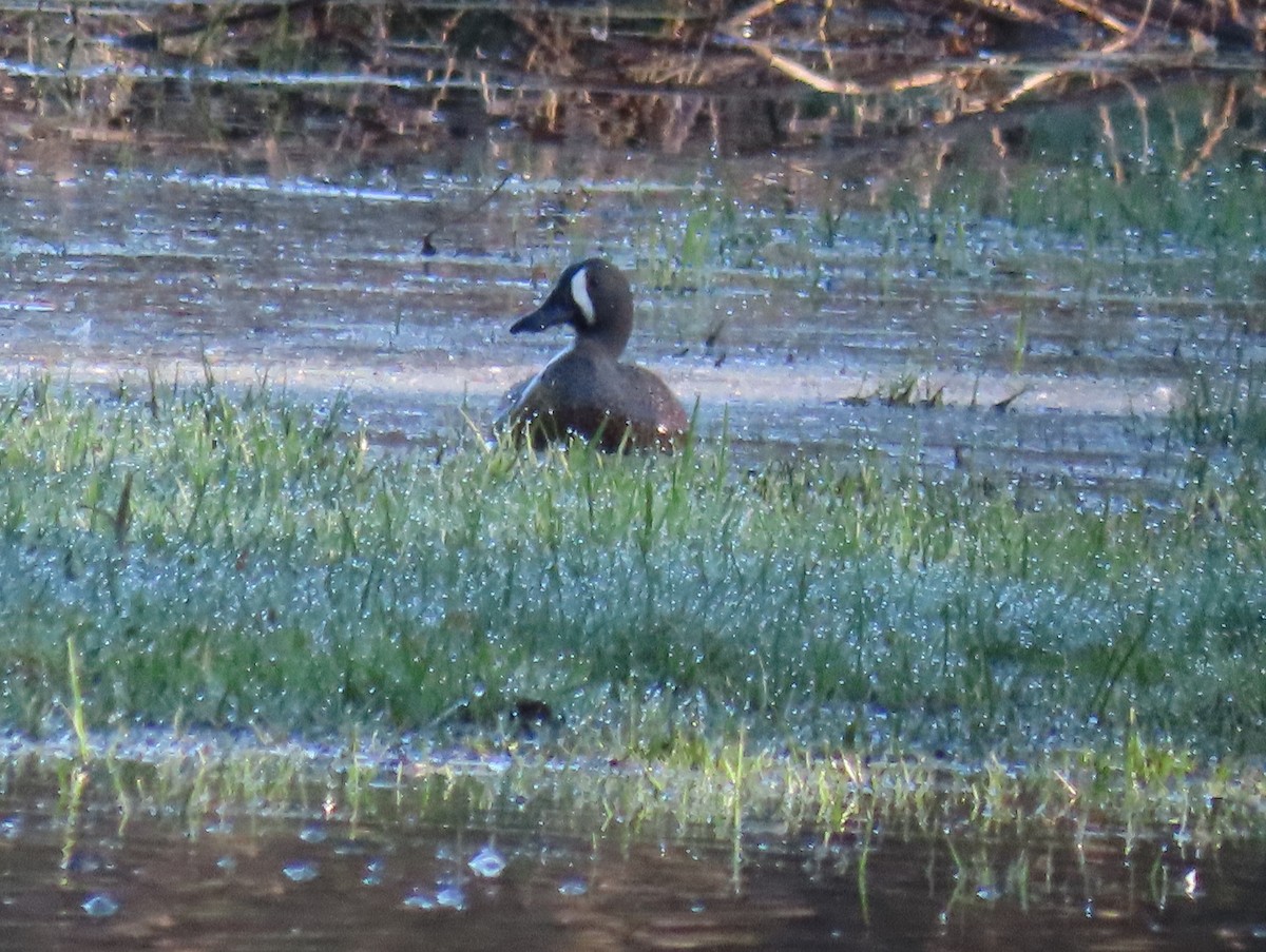 Blue-winged Teal - ML617473675