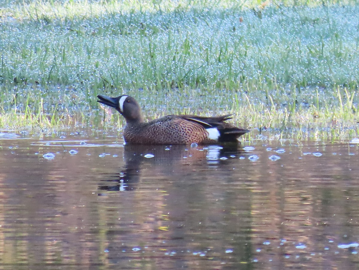 Blue-winged Teal - Barbara Mansell