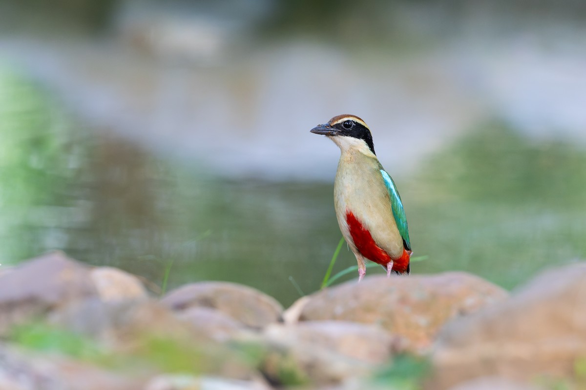 八色鳥 - ML617473713