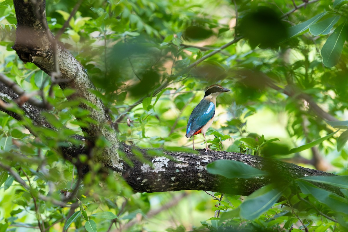 八色鳥 - ML617473715