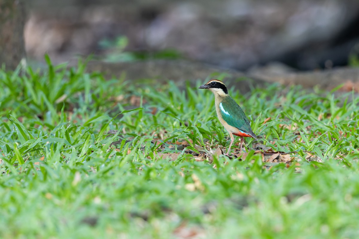 八色鳥 - ML617473717