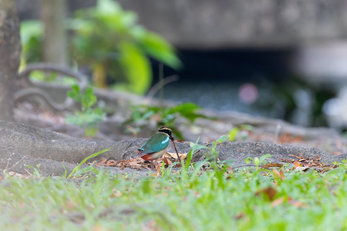 八色鳥 - ML617473719