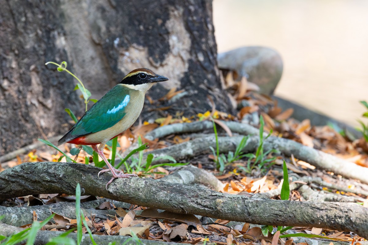 八色鳥 - ML617473720