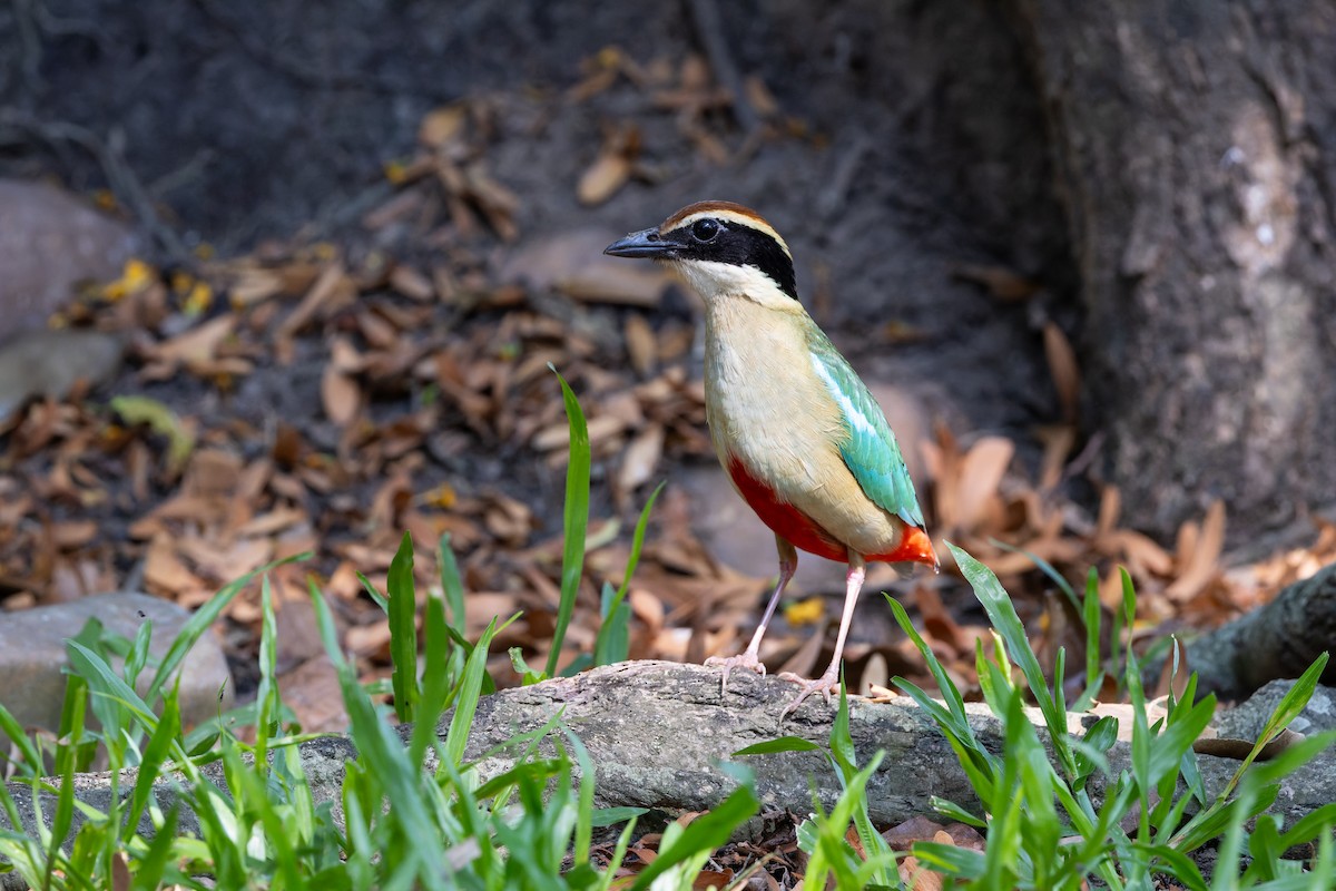 八色鳥 - ML617473721