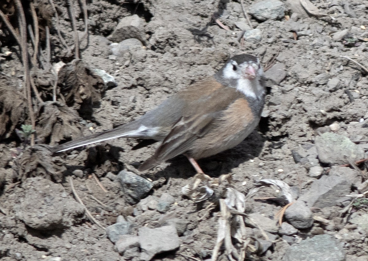 Dark-eyed Junco - Alan Burger