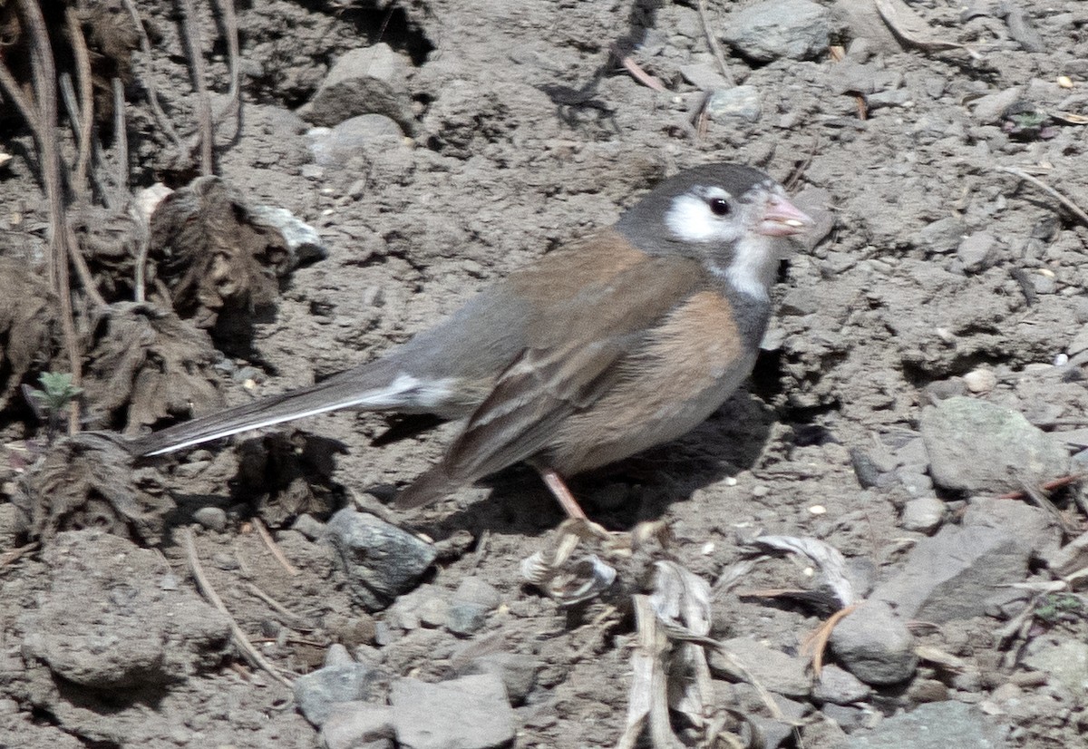 Dark-eyed Junco - Alan Burger