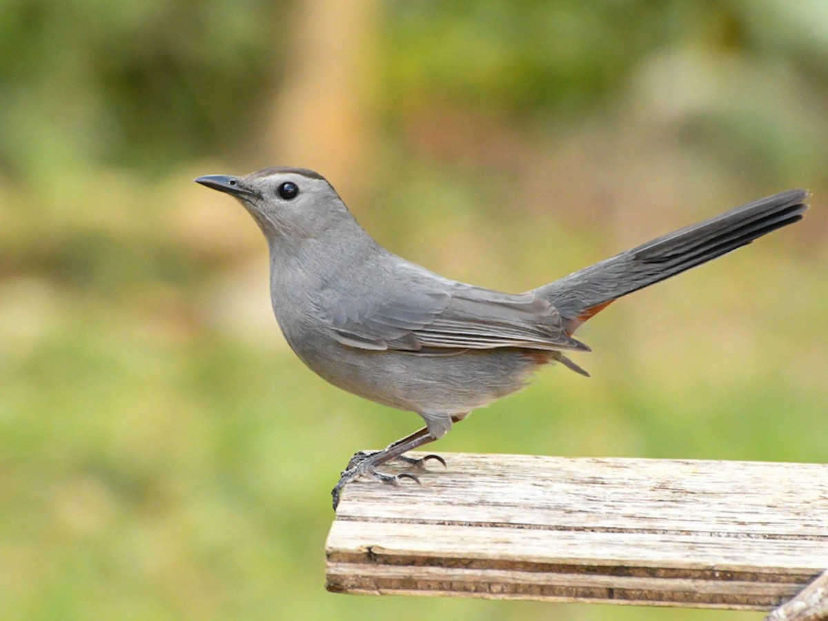 Gray Catbird - ML617473784