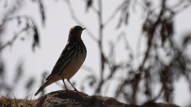 Pipit à gorge rousse - ML617473788