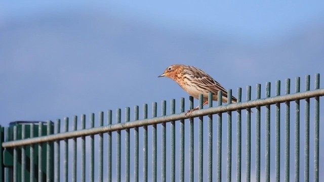 Pipit à gorge rousse - ML617473790