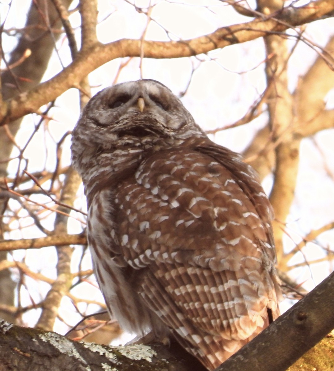 Barred Owl - ML617473793