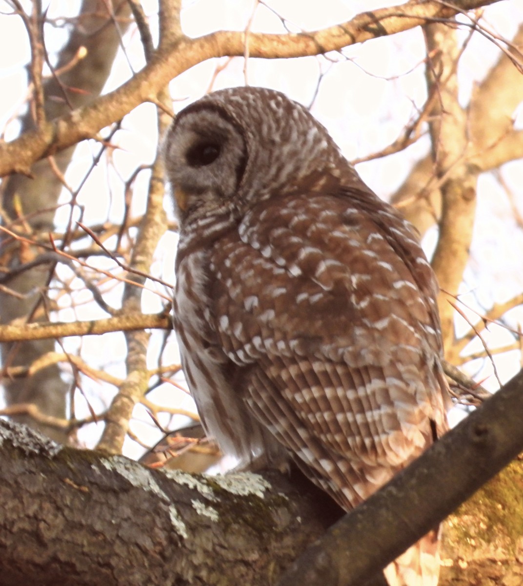 Barred Owl - ML617473794