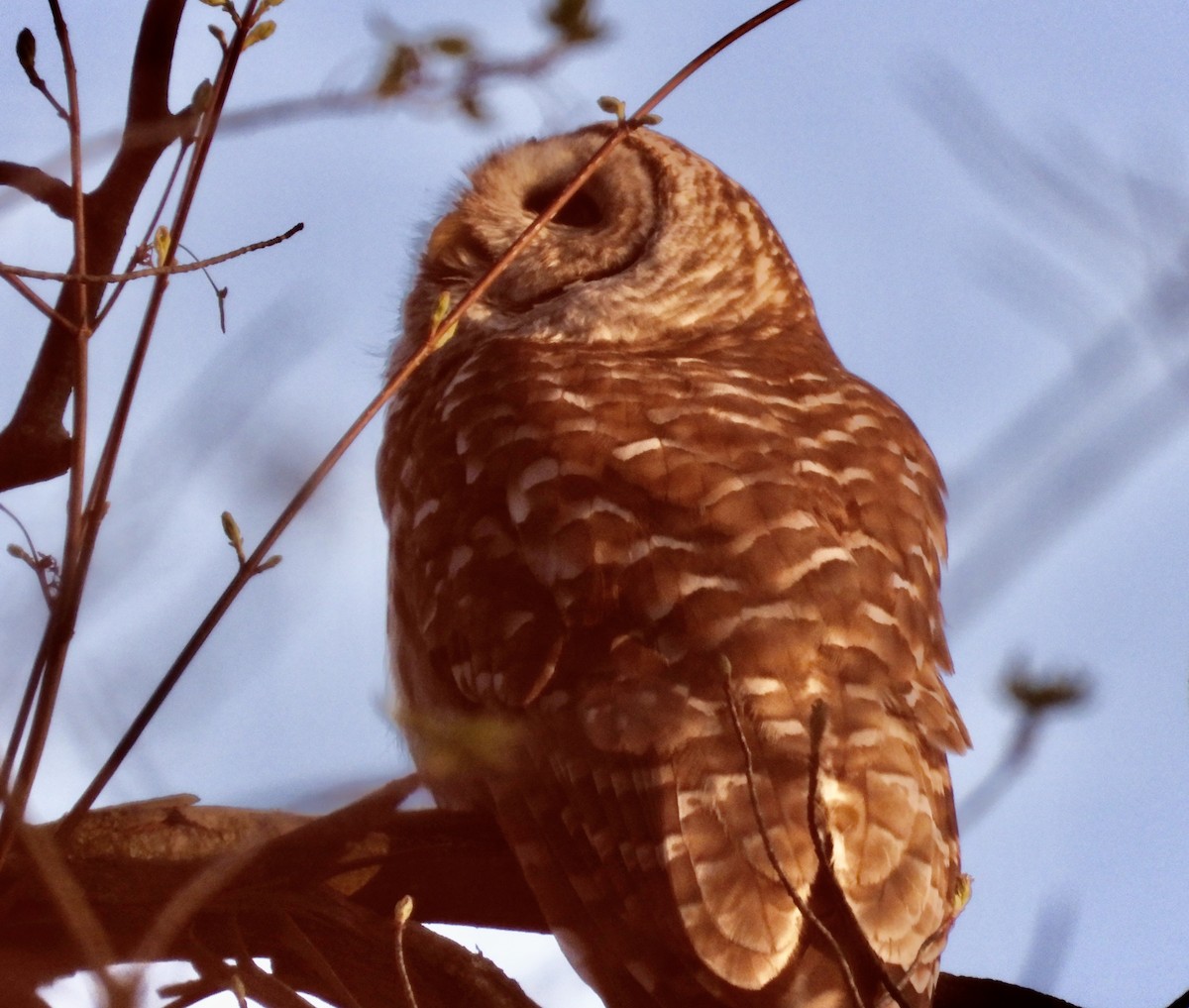 Barred Owl - ML617473795